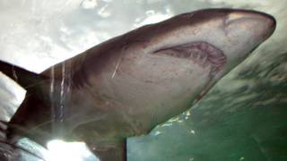 A shark at the Sydney Aquarium, Australia