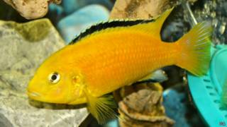 Cichlidae