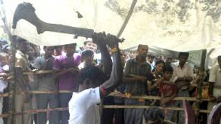உயிர்பலிக்கு நாடு தழுவிய தடையில்லை