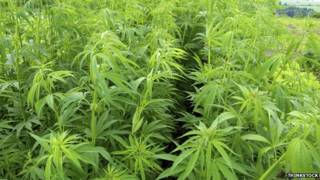 Plantas de cannabis