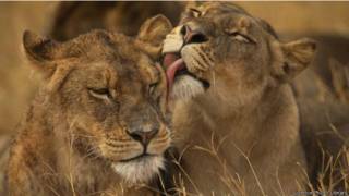 Leones