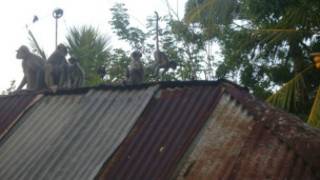 வீட்டு கூரைகள் மேலிருக்கும் குரங்குகள்
