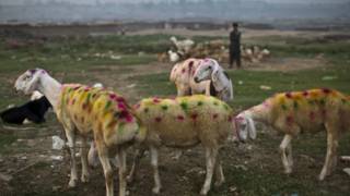عیدا الضحیٰ کی قربانی کے بکرے