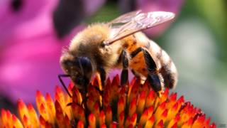 Abeja
