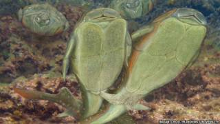 Microbrachius dicki