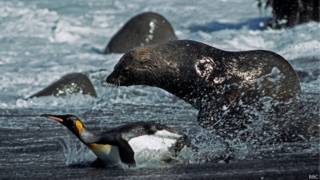 Foca y pingüino