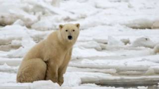 Oso Polar