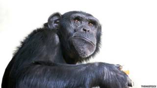 Chimpancé