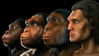 Evolución humana
