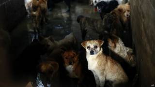 Perros en China