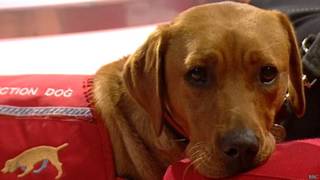 Perro labrador entrenado para diagnosticar el cáncer