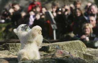 Knut