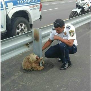 Funcionario de Ecuador con oso perezoso
