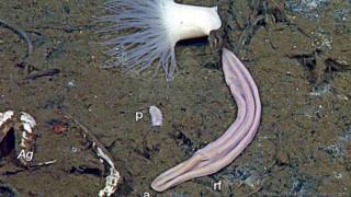Xenoturbella