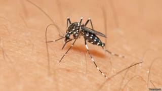 Aedes aegypti