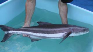 cobia fish