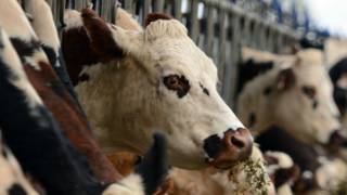 Vacas comiendo alfalfa