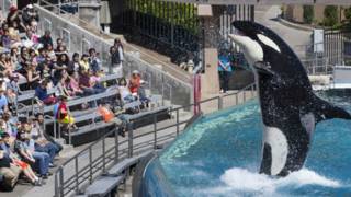 Orca