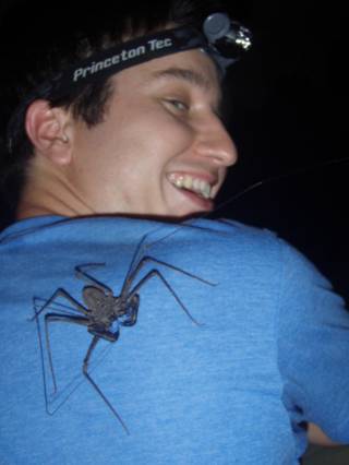 whip spider