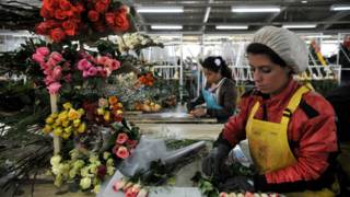 Cultivo de flores