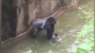 Harambe y el niño