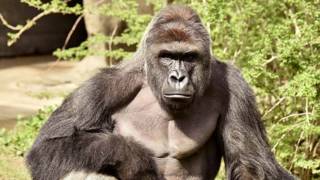 El gorila, que fue muerto por los cuidadores, tenía 17 años.