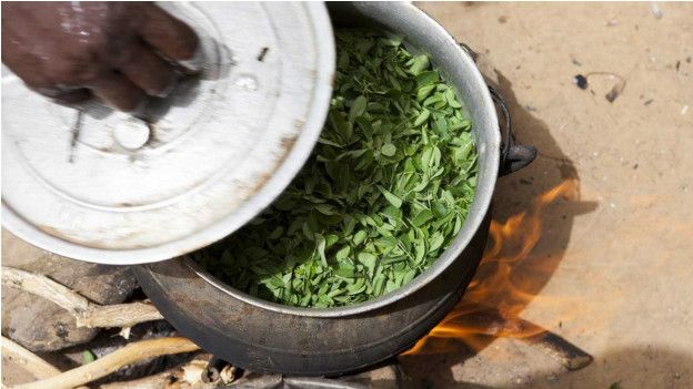 Moringa