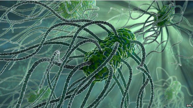 Experimentos previos en la EEI con cultivos de bacterias patógenas, como la salmonela, demostraron que algunas sufren cambios en el espacio que las vuelven más virulentas a su regreso a la Tierra. Salmonella