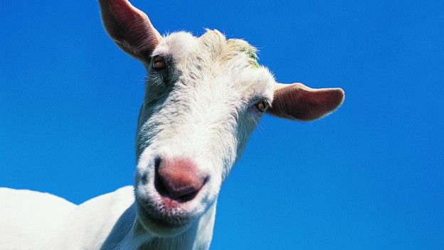 almente similar a la leche de vaca. Cabra