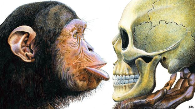 Chimpancé
