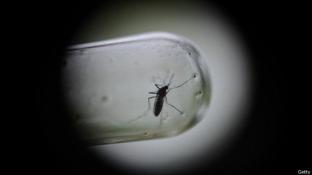 Mosquito