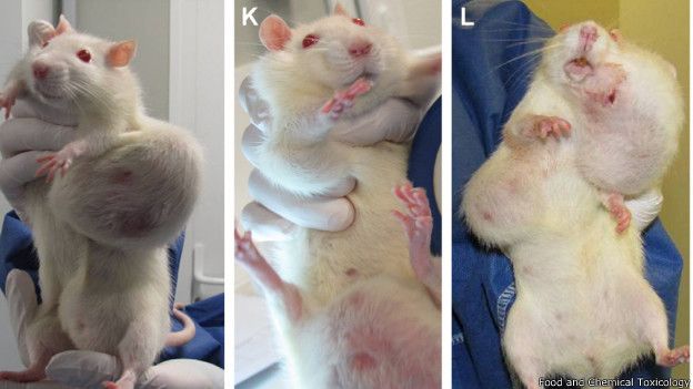El trabajo de Seralini que relacionaba cáncer en ratas y maÃz transgénico fue un bombazo en pleno debate sobre estos alimentos. Un año después su estudio fue retirado.