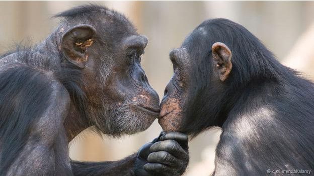Chimpancés besándose