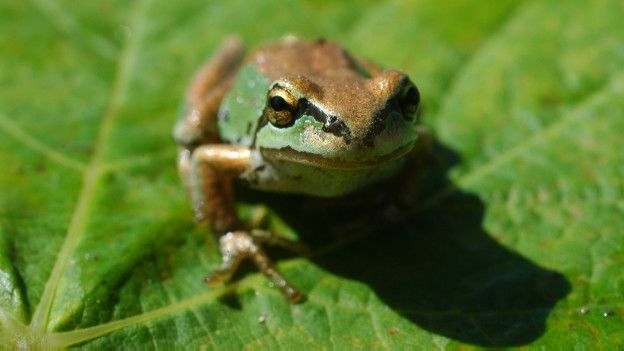 Para las ranas saber contar es fundamental para no equivocarse de pareja. Una rana