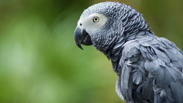 Alex era un perico gris africano como el de la foto. Un perico gris africano