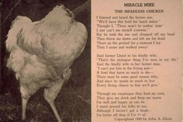 150914104232_headless_chicken_600x400_bbc_nocredit.jpg