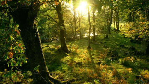 Un bosque