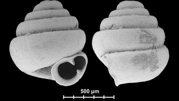 Caracol