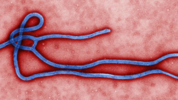3° Vírus criado por engenharia genética 3° Vírus criado por engenharia genética
