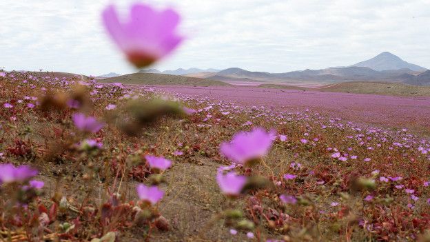 Desierto de Atacama