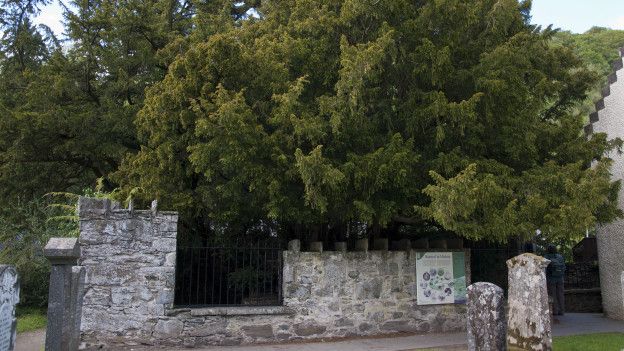 Tejo de Fortingall