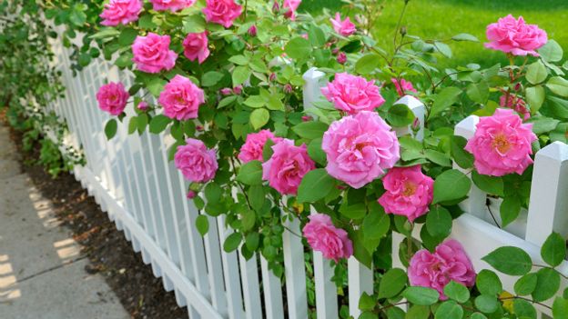 Rosas 