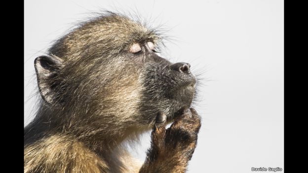 “A baboon gets lost in his thoughts” de Davide Gaglio