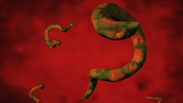 Algunos parásitos intestinales hacen que las mujeres tengan dos hijos más, y otros hacen que tengan tres menos. ¿A qué se debe esto? Parásito intestinal