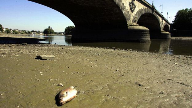 Un pez muerto a la orilla del Támesis