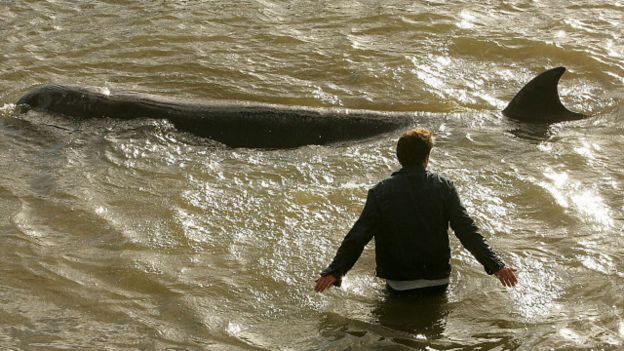 Una ballena en el Támesis