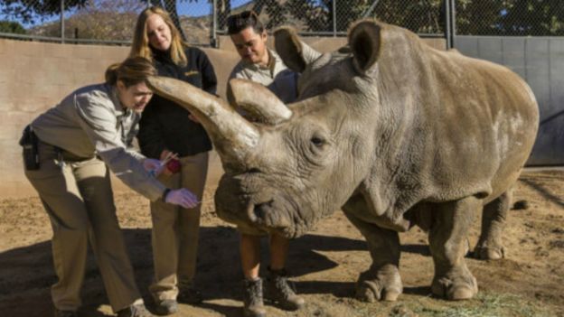 151123163111_white_rhino_512x288_bbc_nocredit.jpg