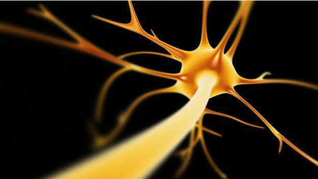 El cerebro también queda privado de la información proveniente del miembro comprimido. Una neurona