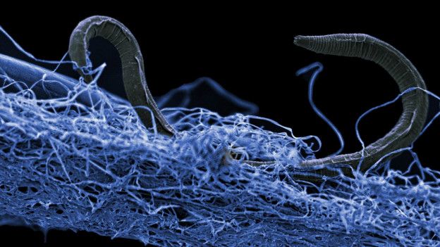 Nematodo no identificado