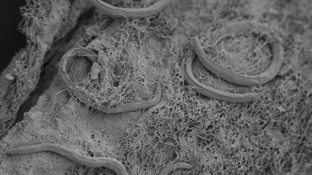 Nematodos